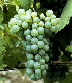 Colombard Grapes