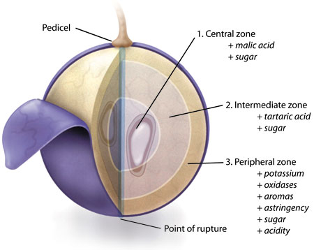 Figure 1: Grape Berry Structure