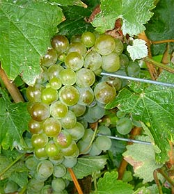 New Zealand Sauvignon Blanc Grapes